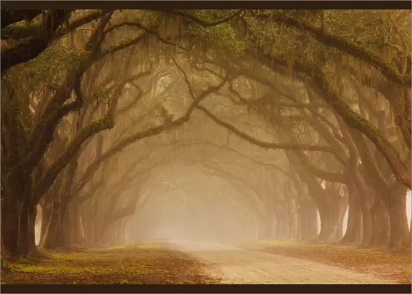 USA; Georgia; Savannah; Fog and Oak trees along drive at Wormsloe Plantation