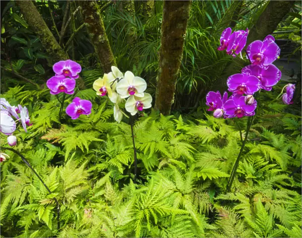 Orchids at the Hawaii Tropical Botanical Garden, Hamakua Coast, The Big Island, Hawaii