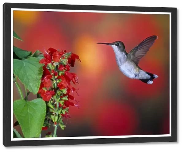 Ruby-throated Hummingbird (Archilochus colubris) on Scarlet Sage (Salvia coccinea) Marion Co