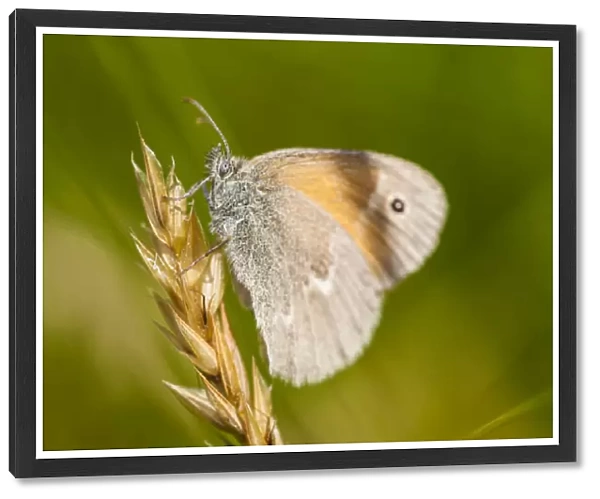Common ringlet butterfly, Coenonympha tullia, in a field at Phillips Farm in Marshfield