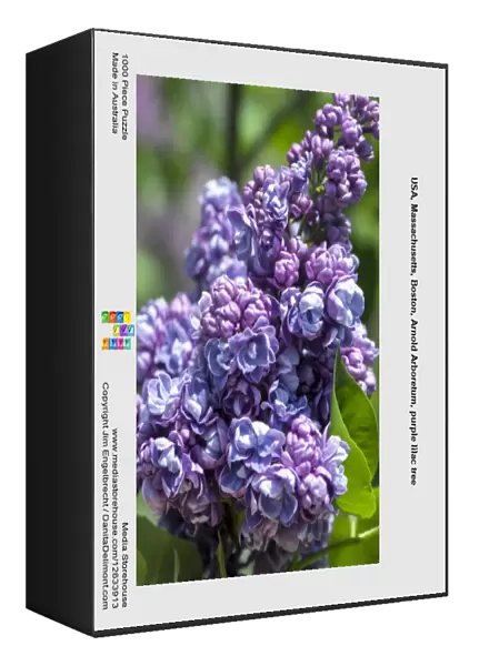 USA, Massachusetts, Boston, Arnold Arboretum, purple lilac tree
