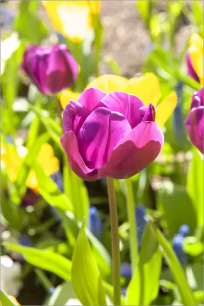 USA, Massachusetts, Boston, tulip garden