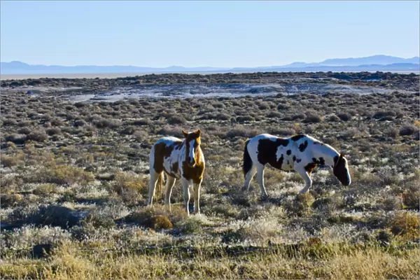 North America, USA, Nevada, Wild Horses grazing in Black Rock Desert