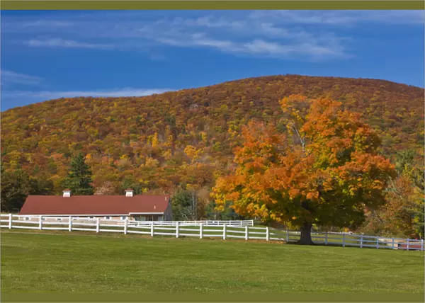 A maple tree in fall at Castle in the Clouds in Moltonborough, New Hampshire