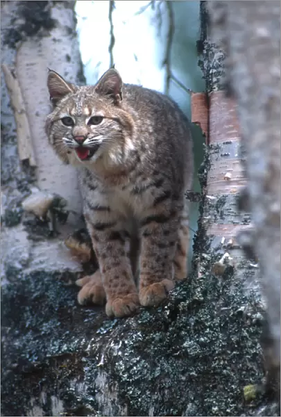 Bobcat (Lynx rufus) on a fallen birch limb