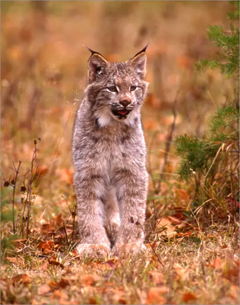 A bobcat out hunting in an autumn colored forest
