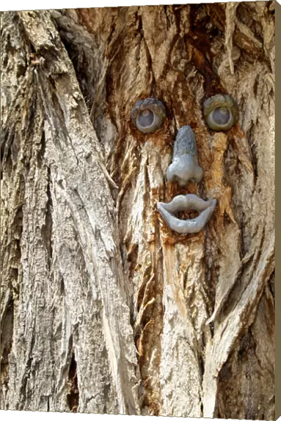 Funny face on a tree trunk, Gallup, New Mexico, USA
