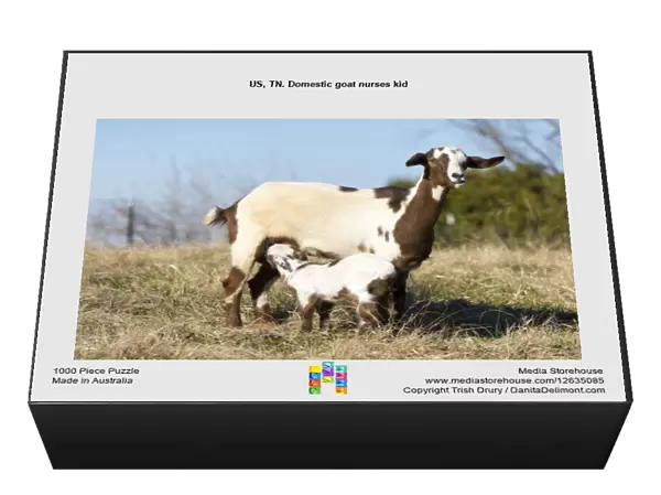 US, TN. Domestic goat nurses kid