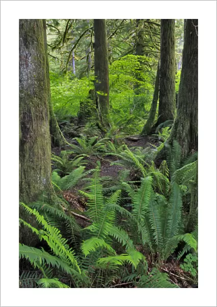 USA, Oregon. Forest scenic. Credit as: Steve Terrill  /  Jaynes Gallery  /  DanitaDelimont