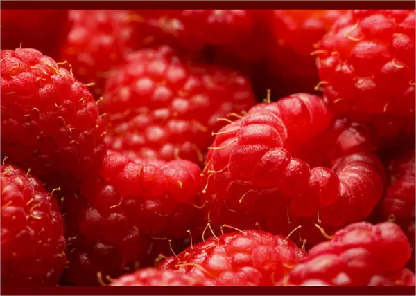 USA, Oregon, Keizer, locally grown raspberries