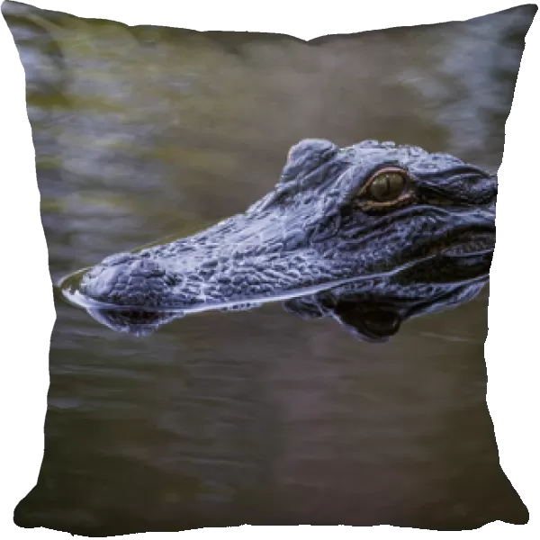 USA, South Carolina, Charleston, Magnolia Plantation. Alligator head on pond surface