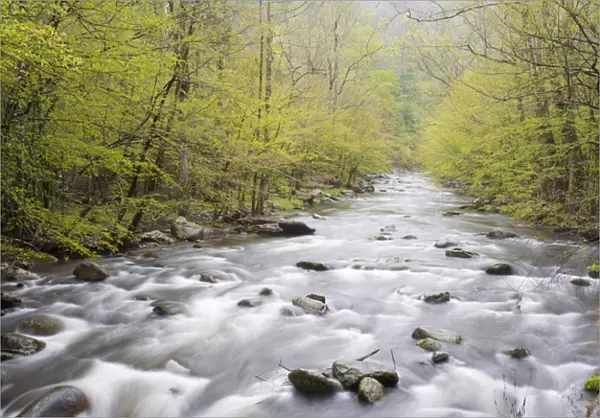 Middle Prong of the Little River in spring, Tremont Area, Great Smoky Mountain National Park