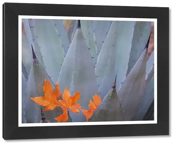USA, Texas, Guadalupe Mountains National Park. Bigtooth maple leaves on New Mexican agave plant