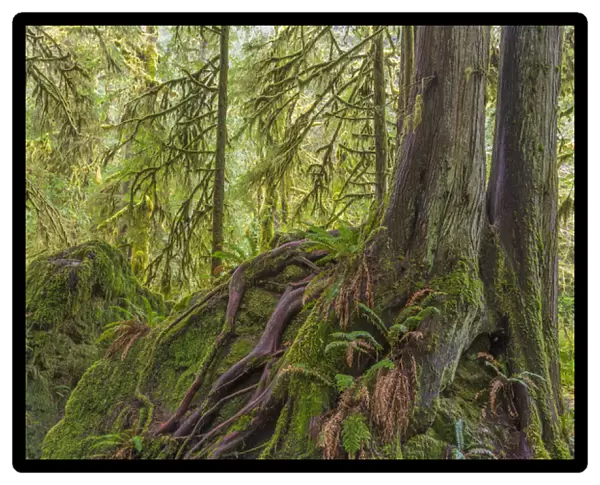 USA, Washington, Olympic National Park. Western red cedar growing on boulder. Credit as