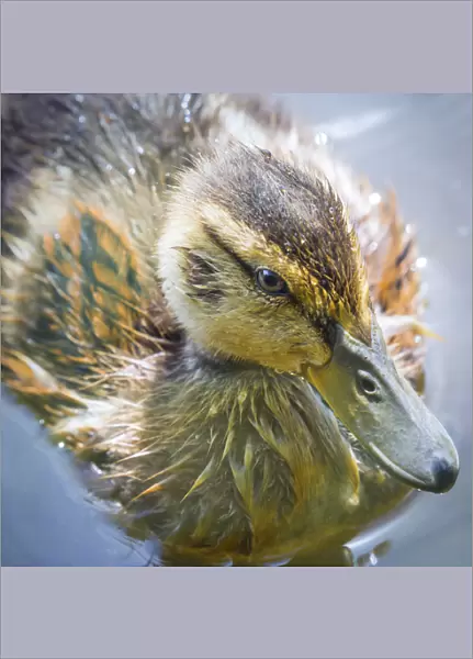 USA, Washington, Seabeck. Mallard duck chick close-up