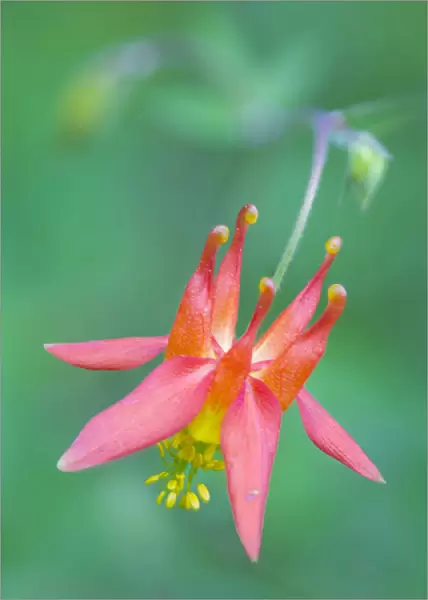 USA, Washington State. Red Columbine (Aquilegia Formosa) wildflower blooms against