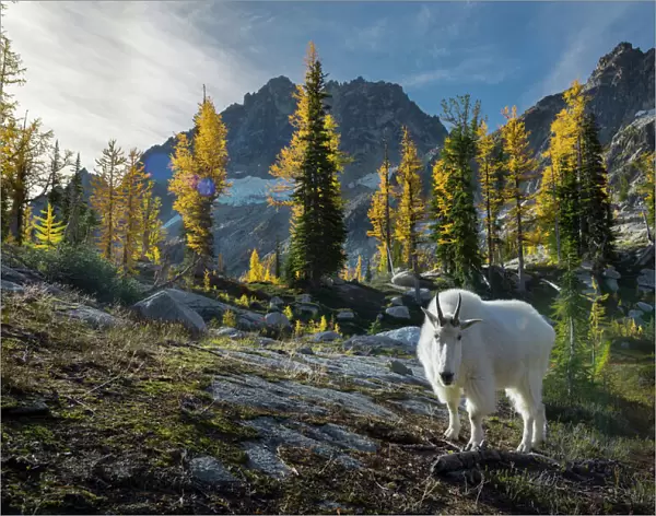USA, Washington State. Adult male Mountain Goat (Oreamnos americanus) near Horseshoe