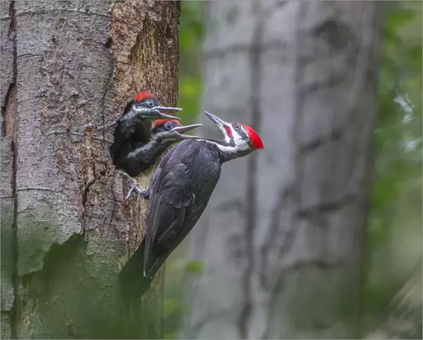 USA, Washington State. Male Pileated Woodpecker (Dryocopus pileatus) at nest in snag