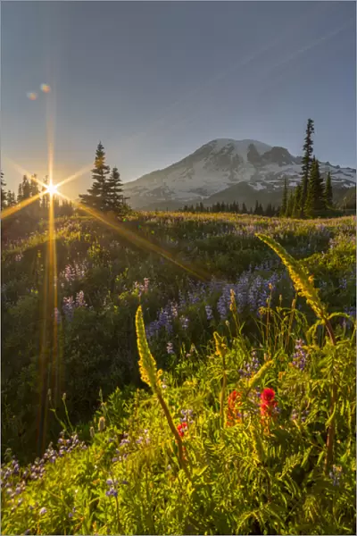 USA, Washington State. Starburst setting sun, subalpine wildflowers and Mt