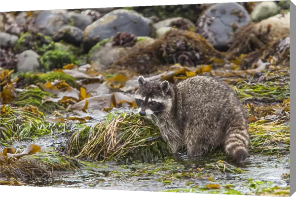 Foraging Raccoon at Low Tide in Tidepools, Crescent Beach Washington
