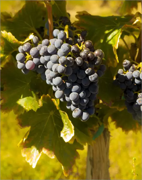 USA, Washington, Royal City. Grenache grapes in the Lawrence Vineyards on the Royal