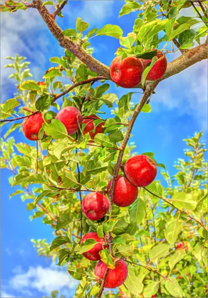 Jonagold Apples on Trees, Yakima Valley, Eastern Washington State, USA