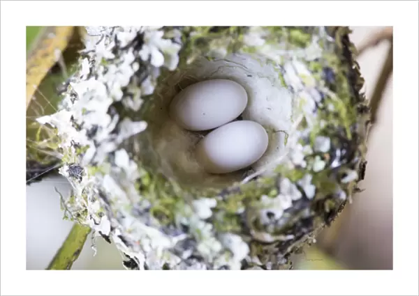 US, WA, Rufous Hummingbird (Selasphorus rufus) nest with eggs. female lines nest with spider silk