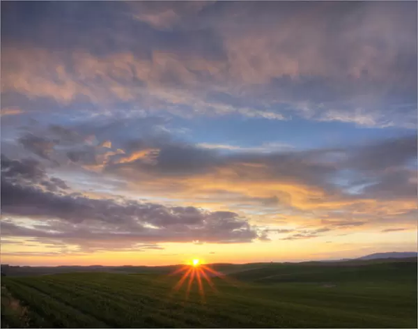 North America; USA; Washington; Palouse Country; Rolling Hills of Green Spring Wheat