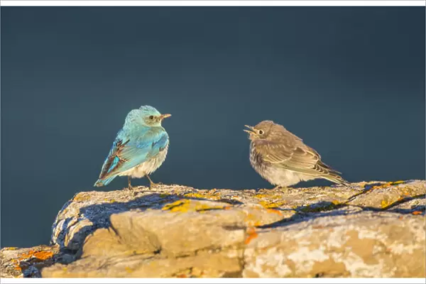 USA, Wyoming, Sublette County, Male Mountain bluebird with begging fledgling