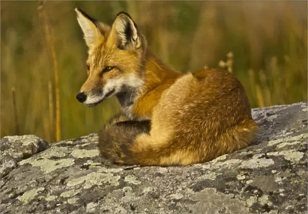 Red Fox, resting, rock, Lamar Valley, Yellowstone National Park, Wyoming, USA