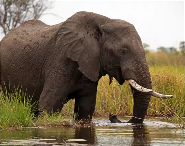Africa, Botswana, Okavango Delta. Elephant of the Okavango Delta