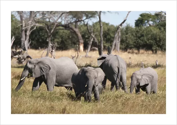 African elephant (Loxodonta africana), Khwai Concession, Okavango Delta, Botswana