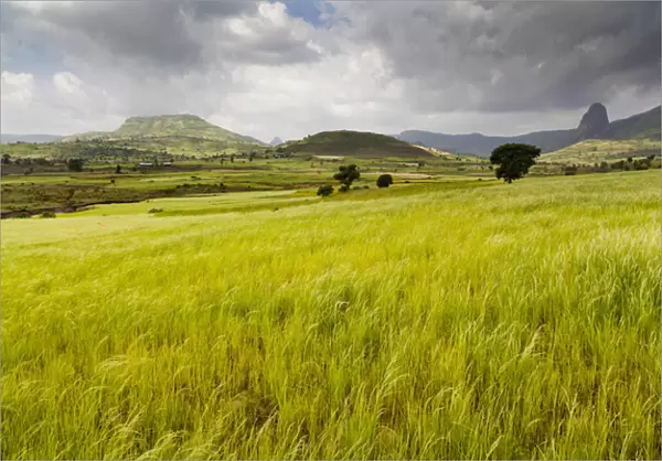 Landscape between Gonder and Lake Tana in Ethiopia, field with Teff. This fertile region is farmed