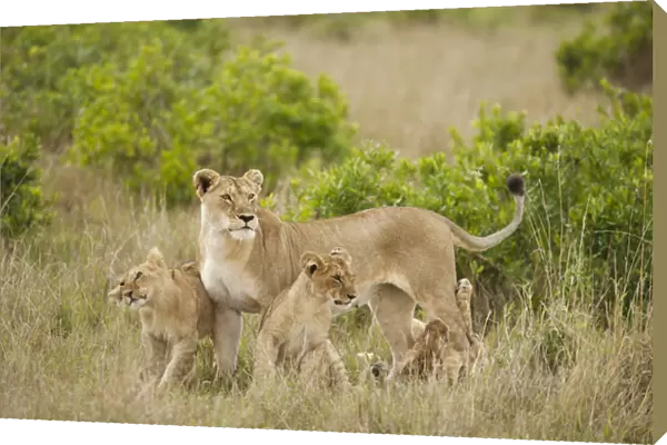 Africa, Kenya, Upper Masai Mara Game Reserve, African Lion, Panthera leo, adult female with cubs