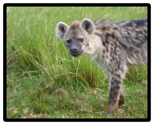 Hyena, Aberdare National Park, Kenya