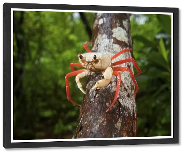 Forest Crab (Madagapotamon humberti), adult, Montagne des Franais Reserve, Antsiranana