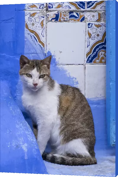 Africa, Morocco, Chefchaouen. A village cat sits against blue walls and tiles
