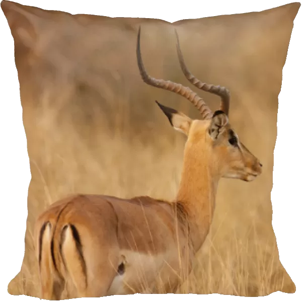 Africa, Namibia, Caprivi Strip, Mahango Game Reserve. Impala in tall Bushman grass