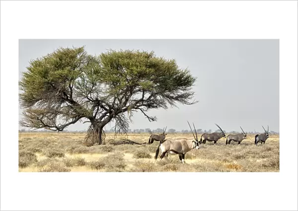 Africa, Namibia, Etosha National Park. Five oryx and tree