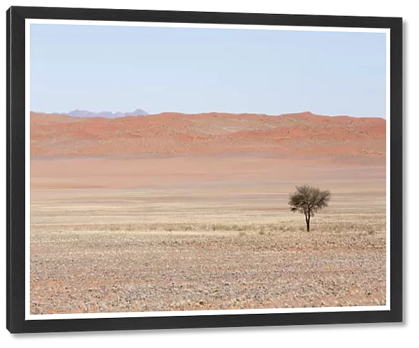 Africa, Namibia, Namib Desert. Lone tree in orange desert landscape