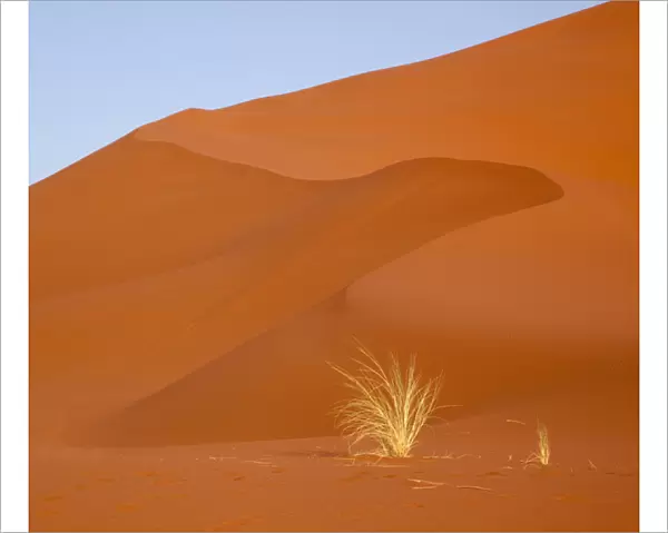 Africa, Namibia, Namib-Naukluft Park. Bushmans grass and red sand dune. Credit as