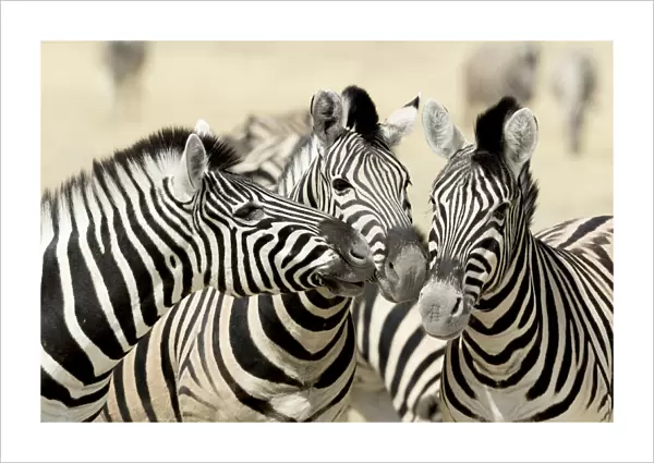 Africa, Namibia, Etosha, National Park. Three zebras nose to nose
