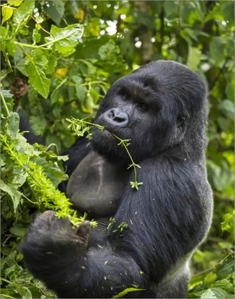 Africa. Rwanda. A silverback, or male mountain gorilla (Gorilla gorilla) at Volcanoes NP