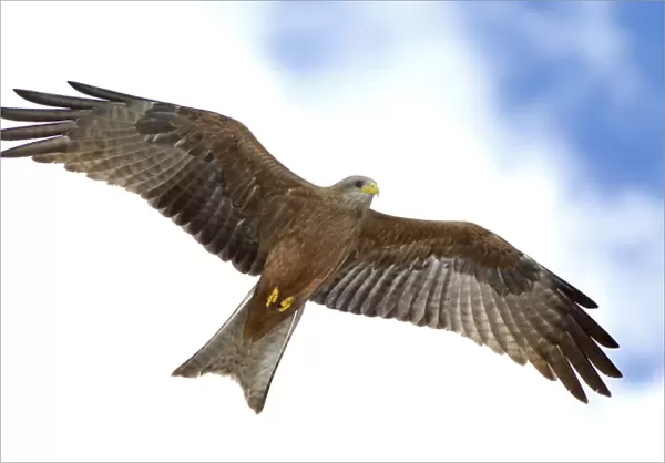 Africa, Tanzania. Detail of yellow-billed kite in flight with full wingspread. Credit as