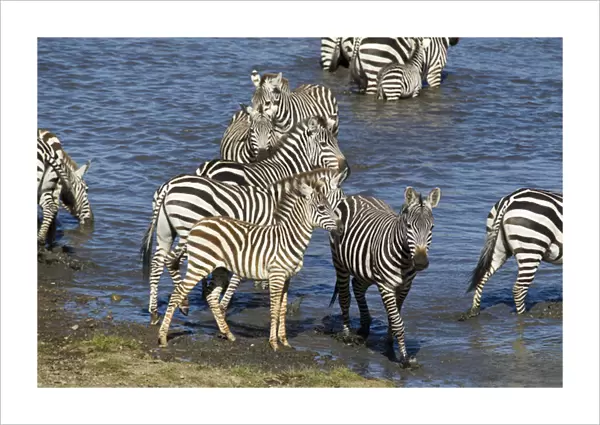 Africa, Tanzania, Serengeti National Park, Ndutu Forest, Common Zebra or Plains Zebra