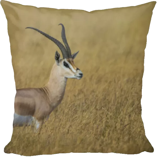 Africa. Tanzania. Grants gazelle (Nanger granti) in Serengeti NP