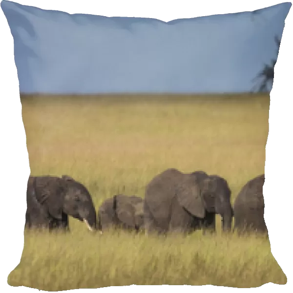 Africa. Tanzania. African elephants (Loxodonta africana) at Serengeti NP