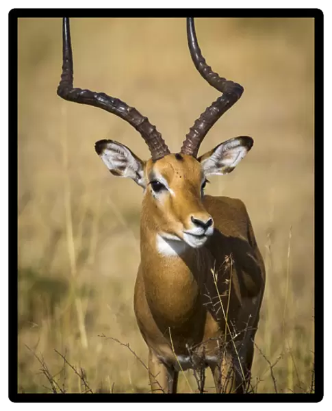 Africa. Tanzania. Male Impala (Aepyceros melampus) in Serengeti NP