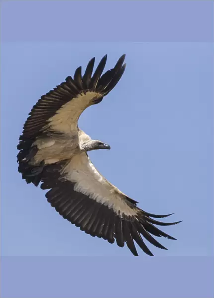 Africa. Tanzania. White-backed vulture (Gyps africanus) in Serengerti NP