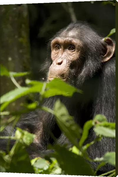 Africa, Uganda, Kibale National Park, Ngogo Chimpanzee Project. Adolescent male chimpanzee